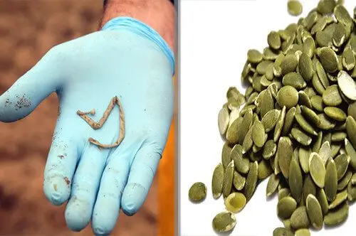 Pumpkin seeds for worms: how to take, recipe