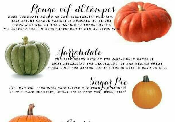 Pumpkin: the best varieties, description of pumpkin