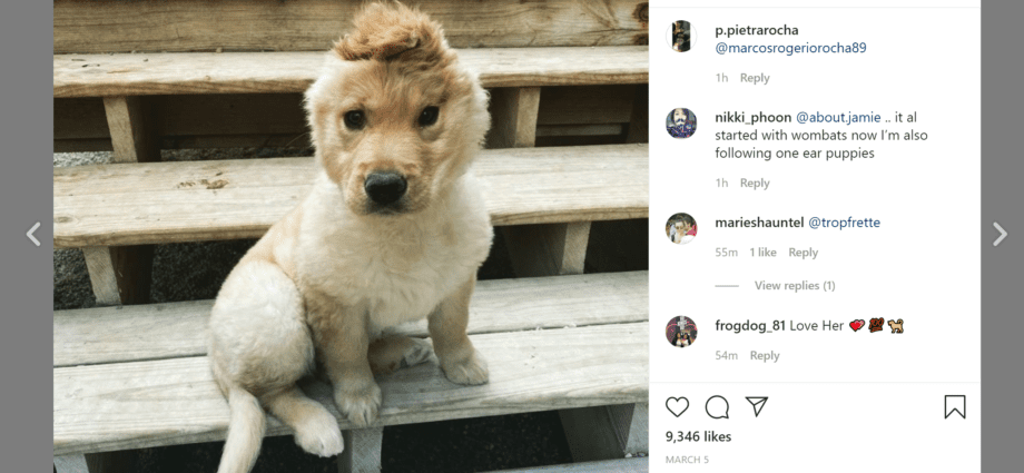 Puppy has become an Instagram star because of the wrong bite