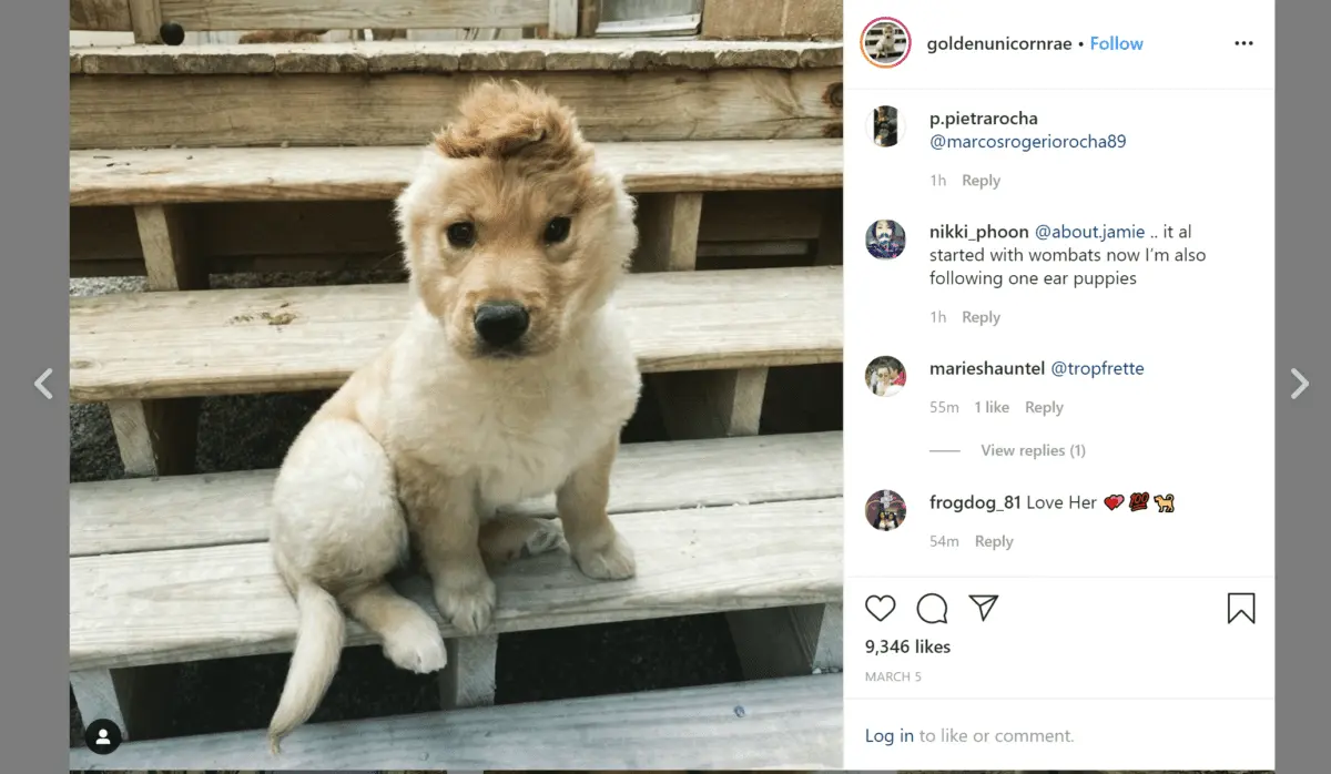 Puppy has become an Instagram star because of the wrong bite