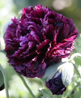 Purple peonies: purple varieties