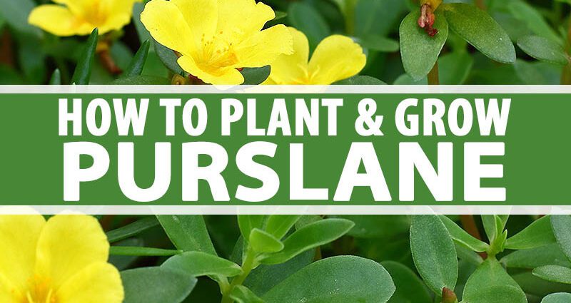 Purslane: planting and care in the open field