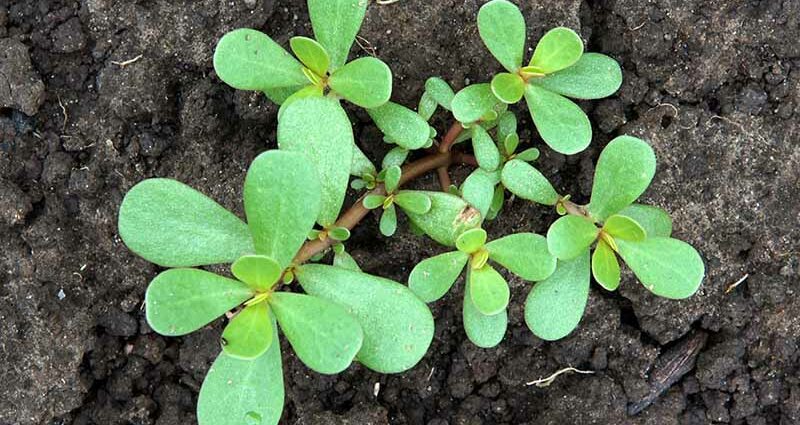 Purslane, seedlings: when to sow and how to grow