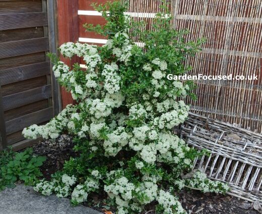 Pyracantha: landing and leaving