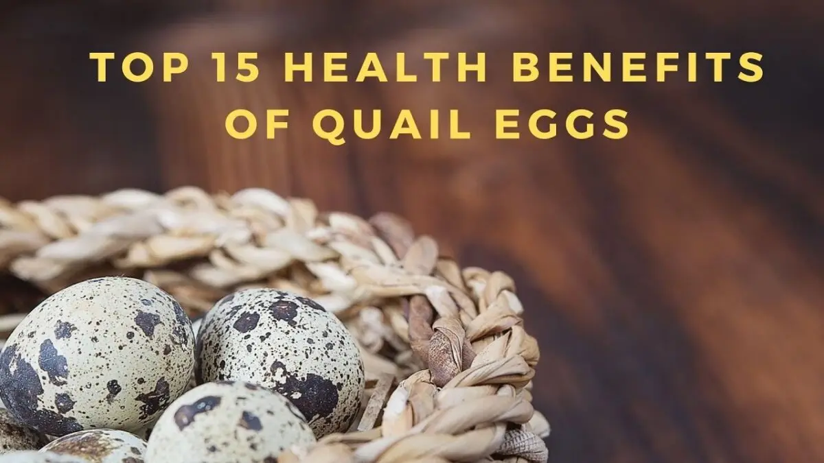 Quail eggs: benefits and harms. Video