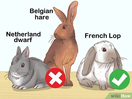 खरगोश की नस्ल: किसे चुनना है?
