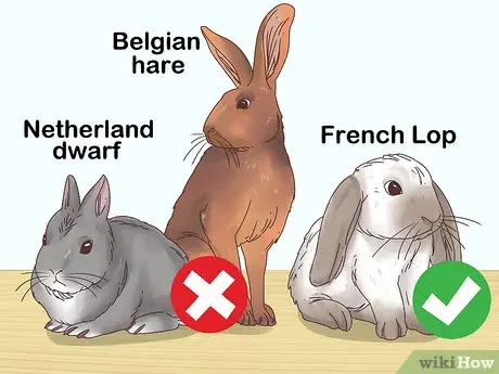 Rabbit breed: which one to choose?