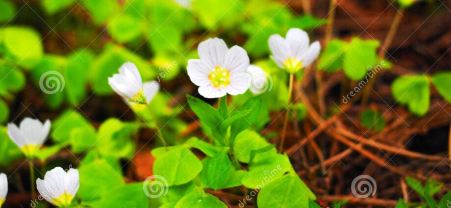 Rabbit cabbage flower