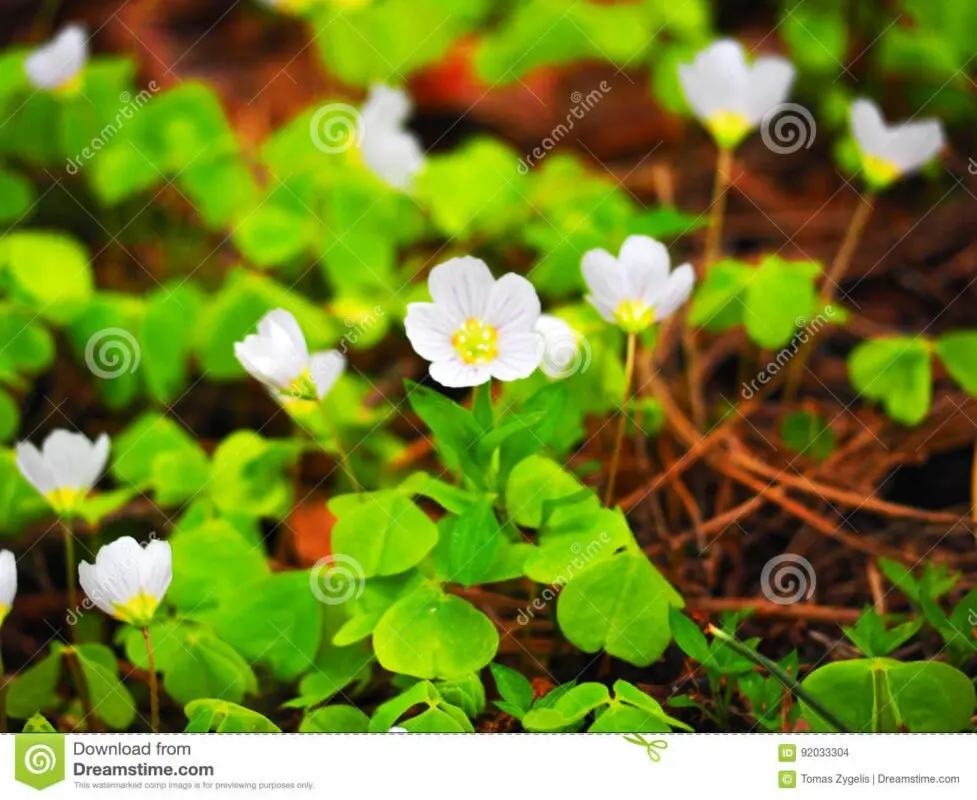 Rabbit cabbage flower