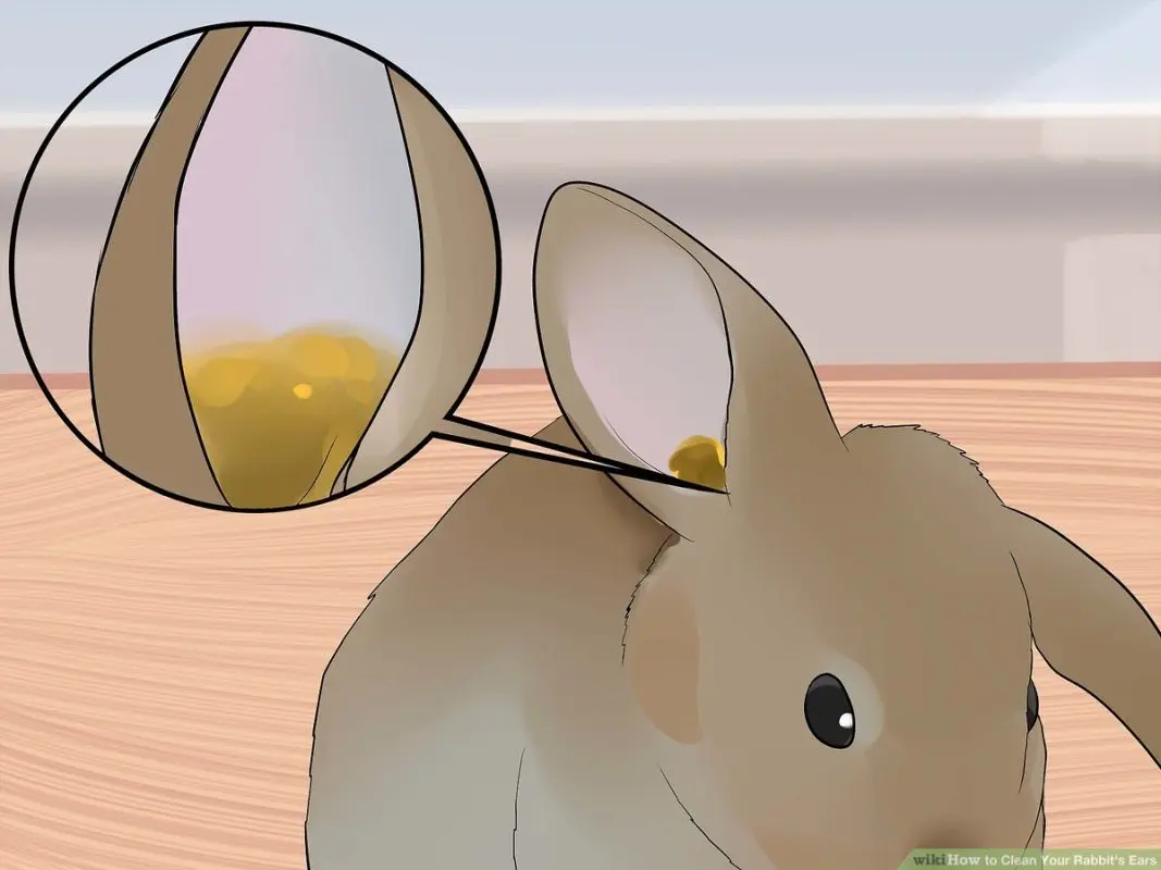 Rabbit ear: how to take care of them?