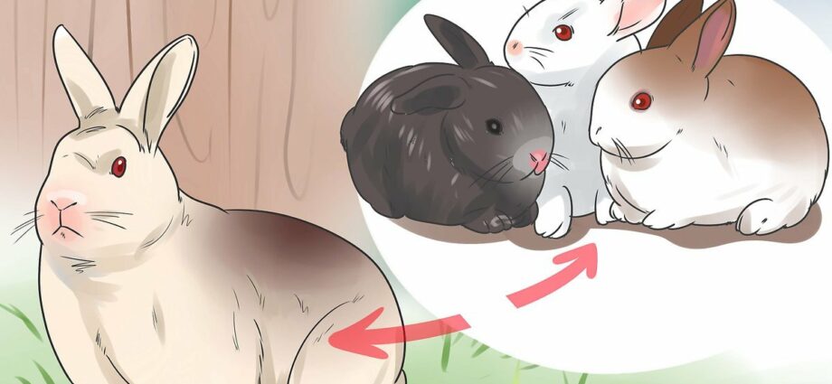 Reproductie van konijnen: hoe werkt het?