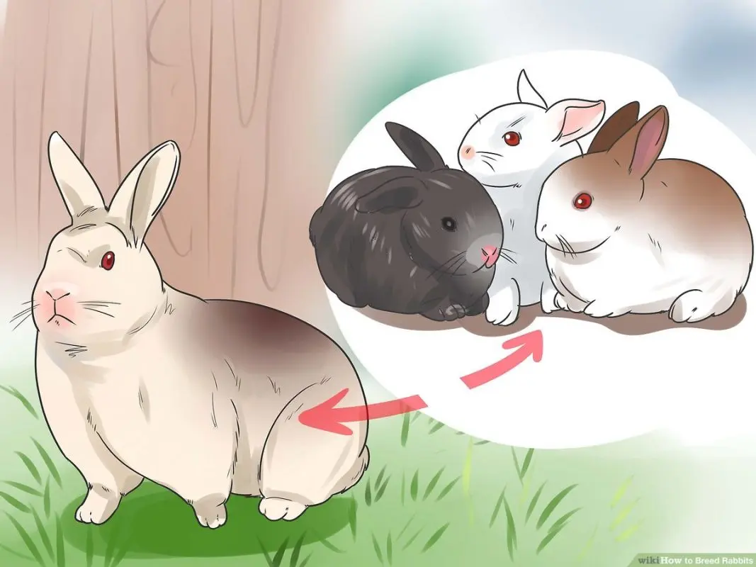 Rabbit reproduction: how does it work?