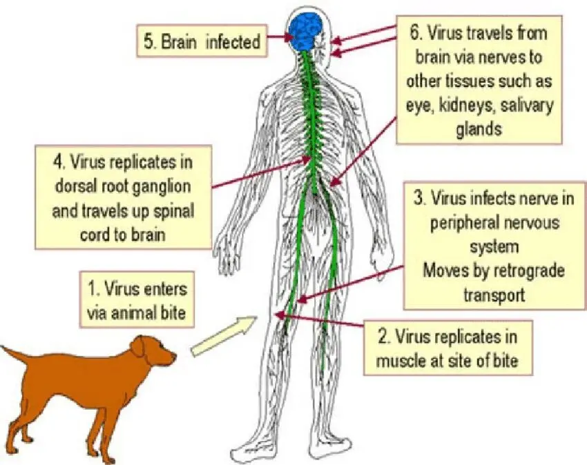 Rabies: symptoms, how it is transmitted, how to treat