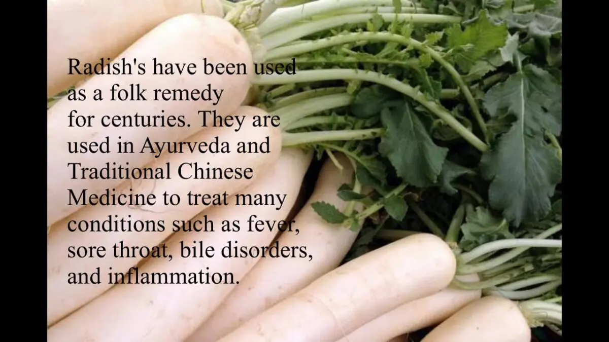 Radish: beneficial properties in treatment. Video