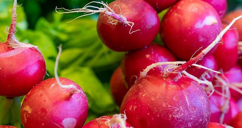 Radish varieties: the best radish varieties