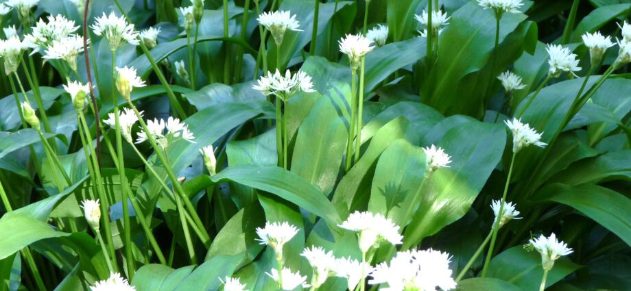 Ramson: how to grow, planting