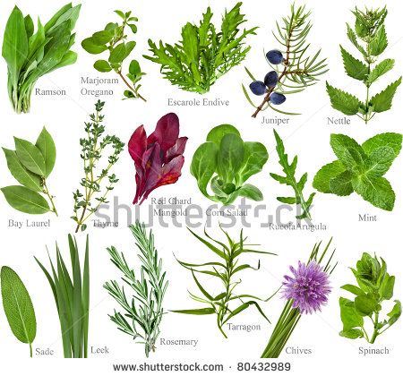 Ramsons, mint and other herbs that boost immunity