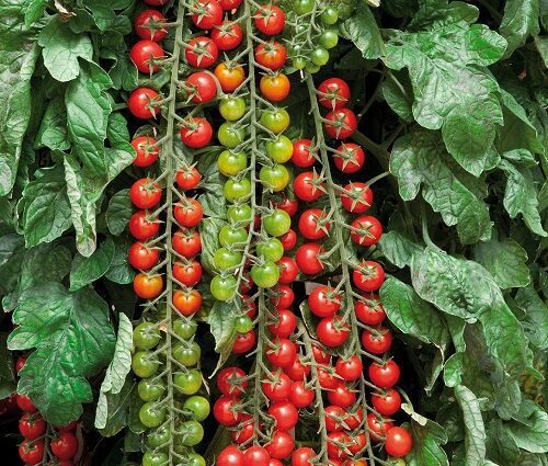 Rapunzel tomatoes: variety description