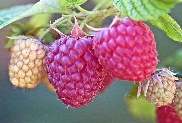 Raspberry Diamond: raspberry variety, description