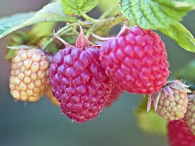 Raspberry Diamond: raspberry variety, description