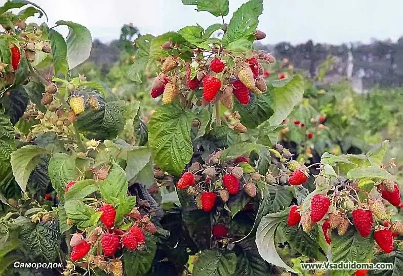 Raspberry firebird, description and varieties