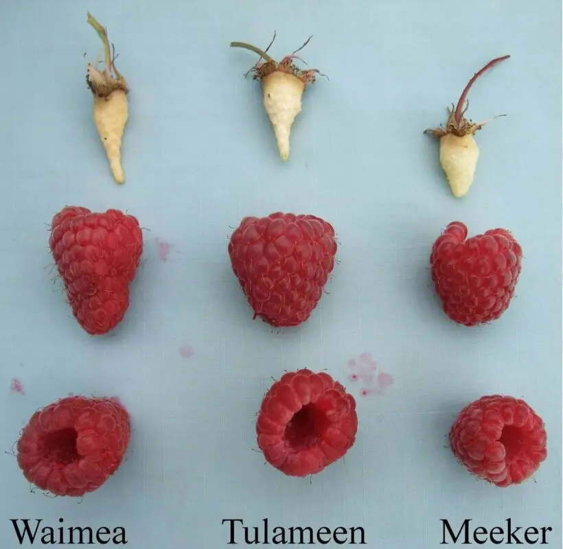 Raspberry Glenn: variety description