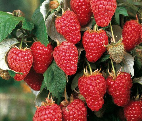 Raspberry Heritage: Description