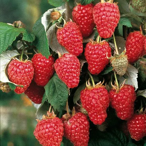 Raspberry Heritage: Description