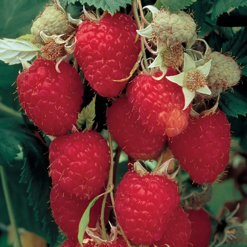 Raspberry Himbo &#8211; description