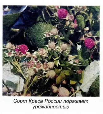 Raspberry Krasa Russia: description of the variety and photo