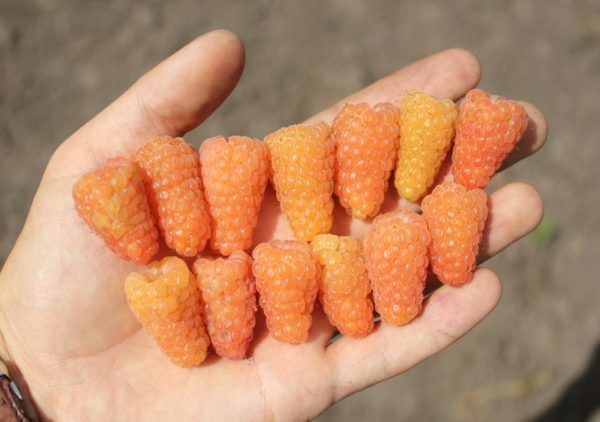 Raspberry Orange miracle: description of the variety, photo