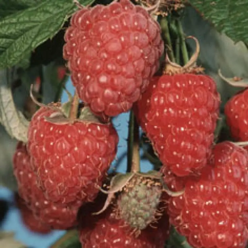 Raspberry Polana: raspberry variety, description