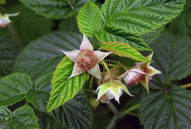 Raspberry rose-leaved: description, planting and care