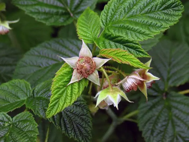 Raspberry rose-leaved: description, planting and care