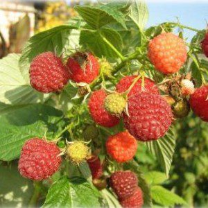 Raspberry taganka: description