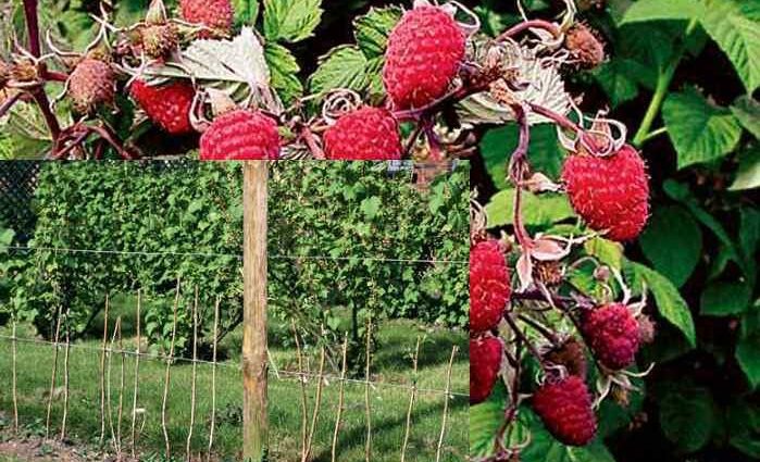 Raspberry tree Tarusa: planting, care, reproduction