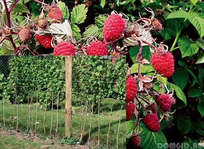 Raspberry tree Tarusa: planting, care, reproduction