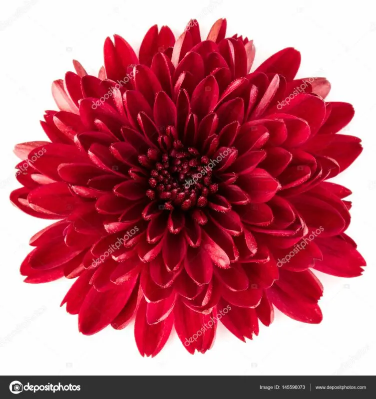 Red chrysanthemums