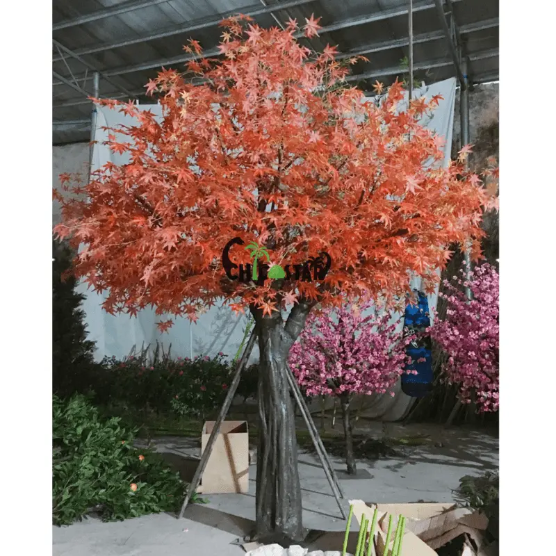 Red decorative maple: maple planting