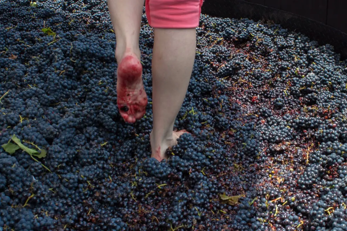 Red grapes for your feet