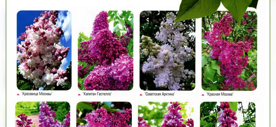 Red lilac Moscow: varieties