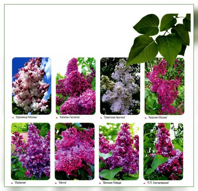 Red lilac Moscow: varieties