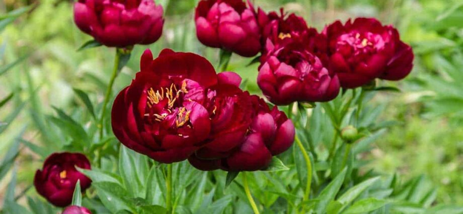 Red peonies: varieties