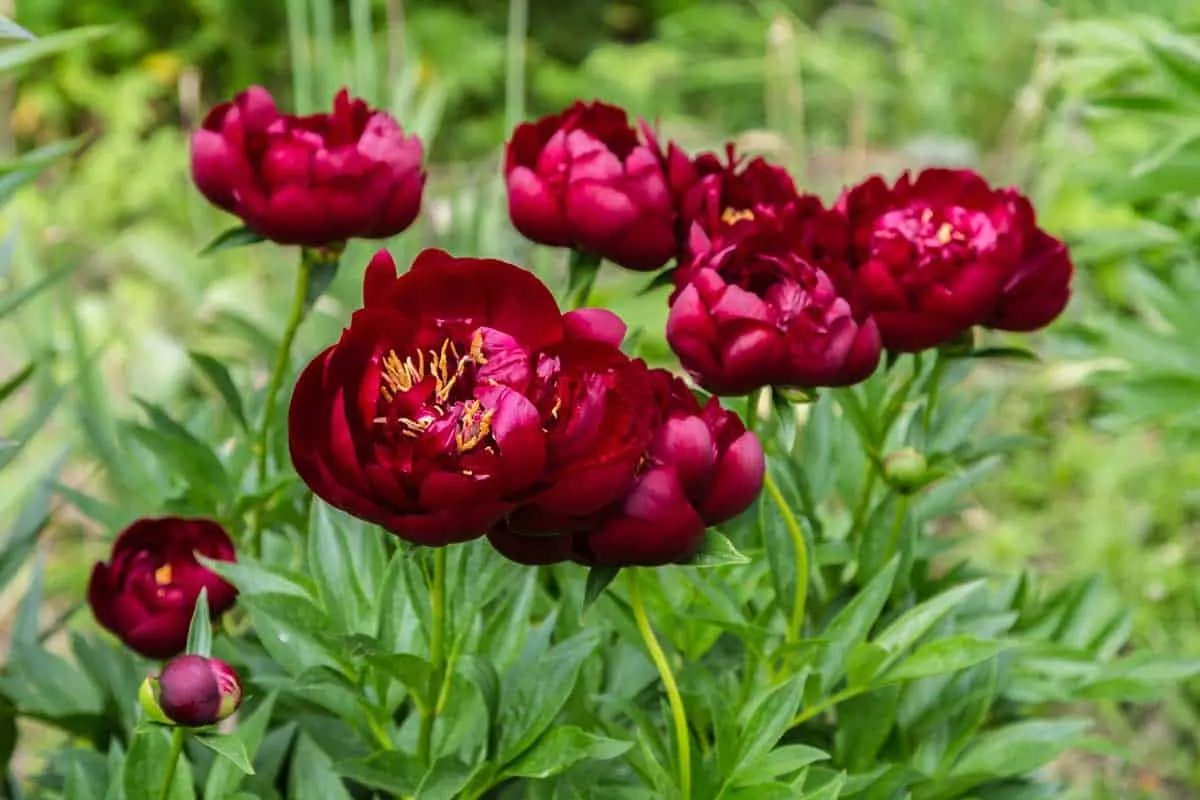 Red peonies: varieties