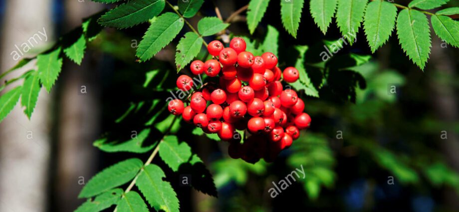 Red pinnate plant