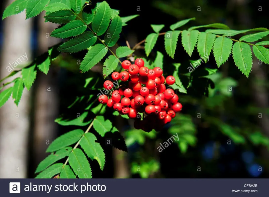 Red pinnate plant