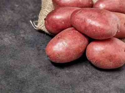 Red Scarlet potatoes: description, characteristics of the potato variety