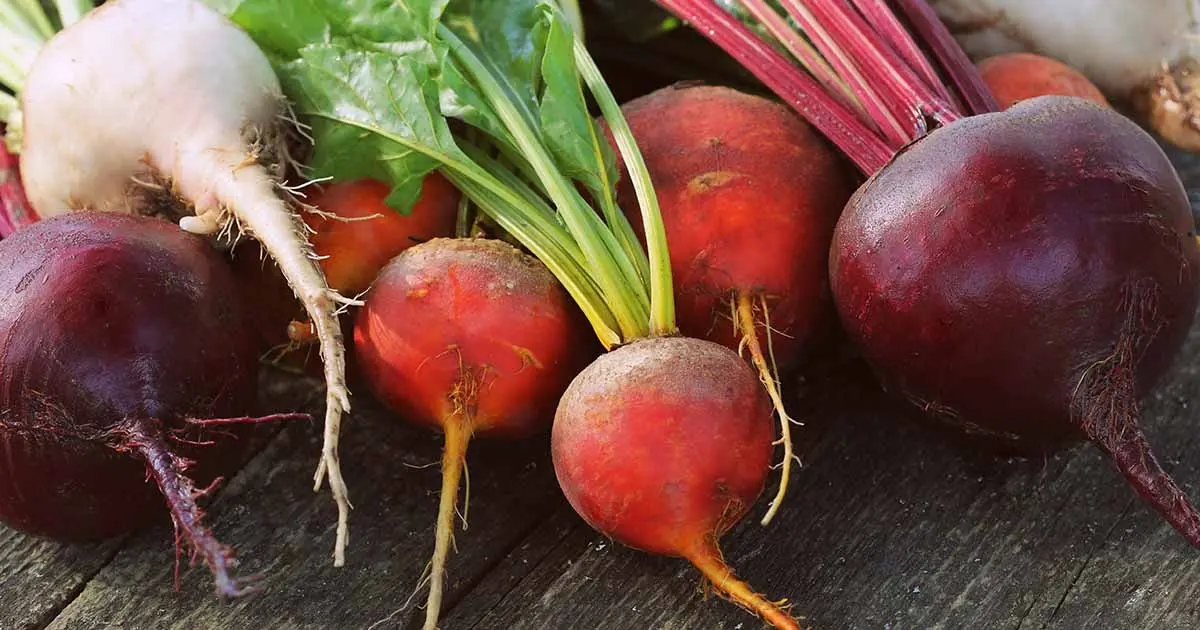 Red sweet beet varieties