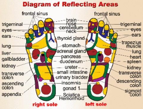 Reflexologist