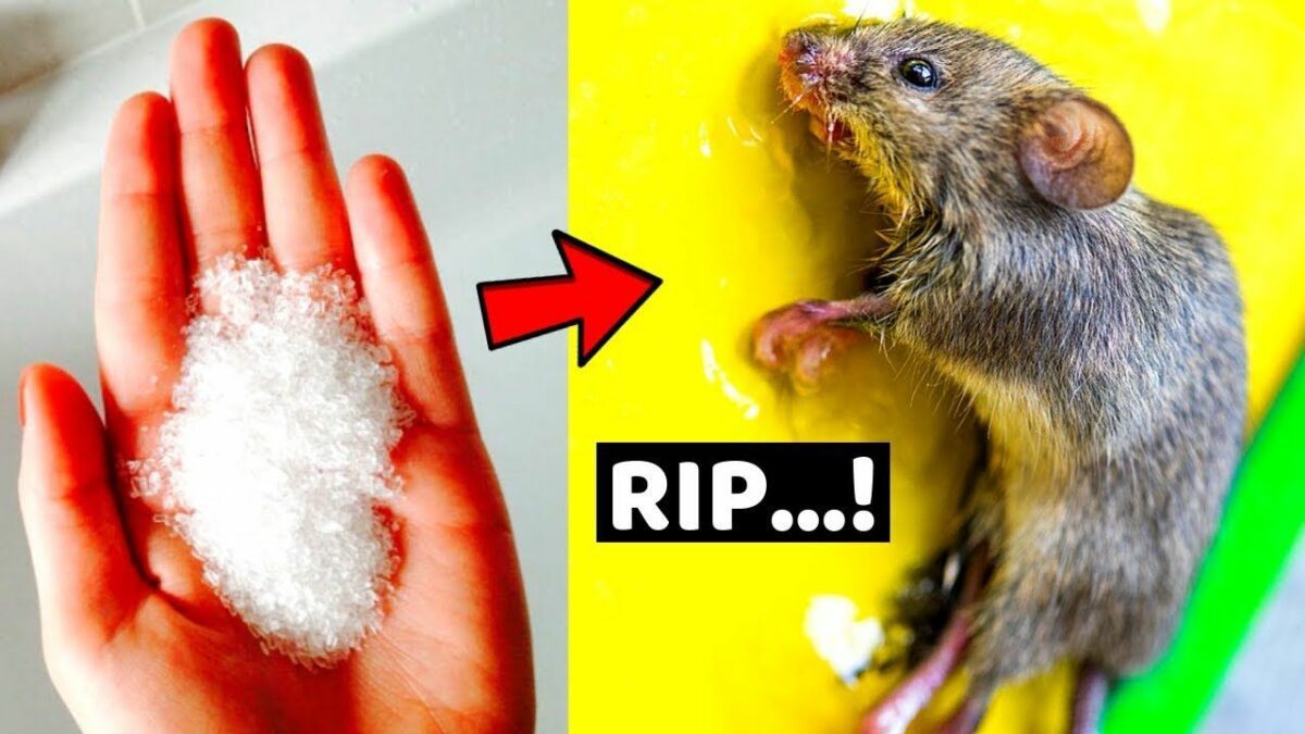 Remedy for mice in the apartment | Healthy Food Near Me